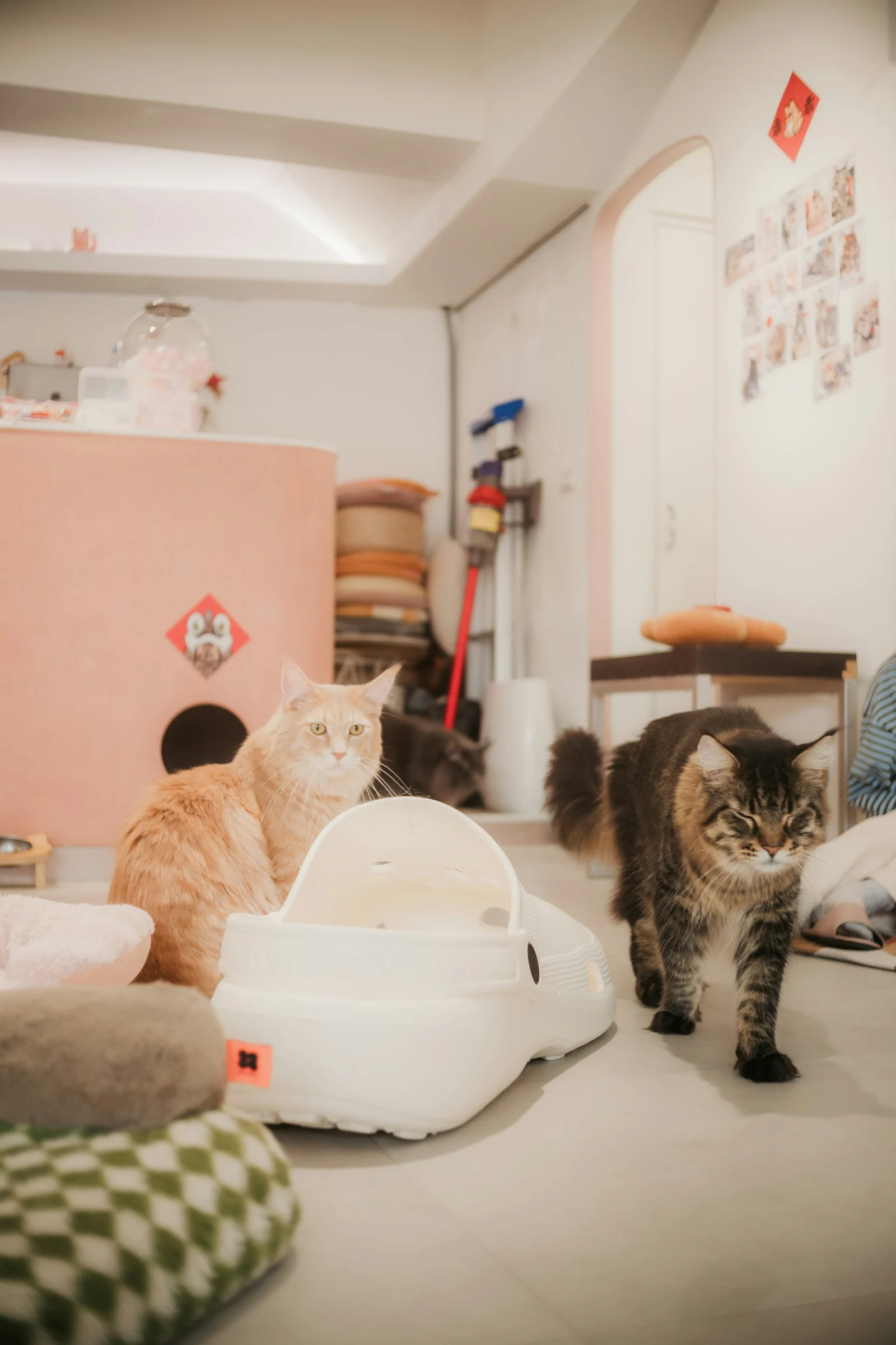 Two cats in a room with toys and furniture;第三方摄影参考