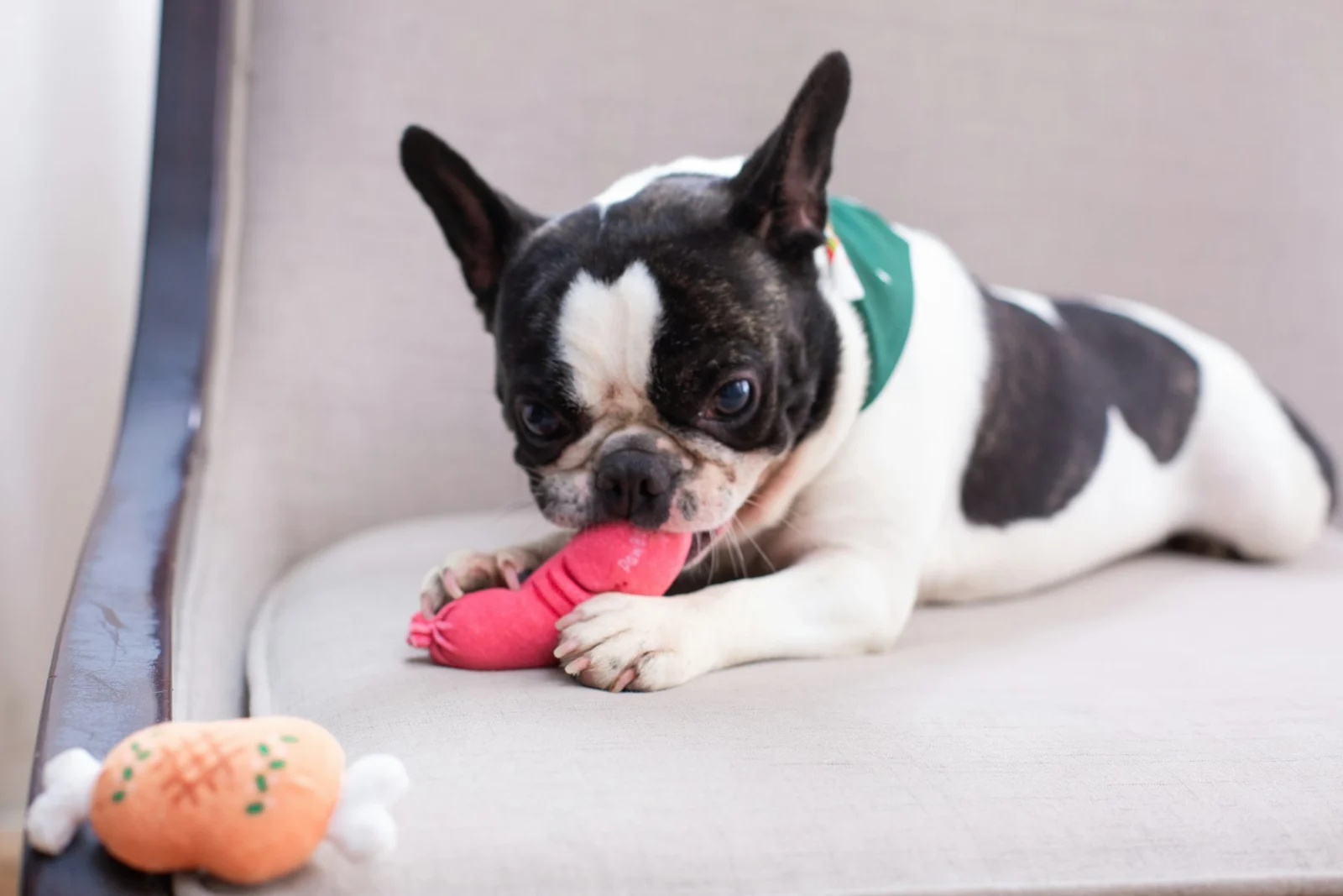 A cute dog chews on a toy;第三方摄影参考